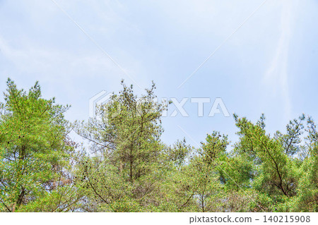 The fresh green leaves of the larch trees budding against the blue sky The fresh green leaves of the larch trees budding against the blue sky 140215908