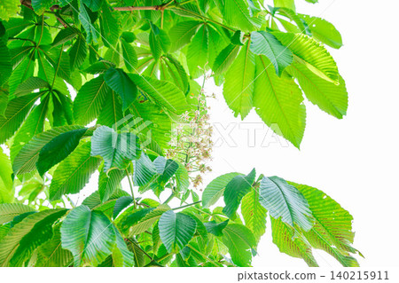 The fresh green leaves of the horse chestnut tree and the white flowers that bloom in early summer. The fresh green leaves of the horse chestnut tree and the white flowers that bloom in early summer. 140215911