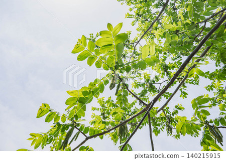 New leaves and male flowers of the Japanese wingnut tree 140215915