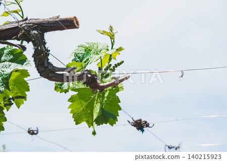 The growth of grape buds and flower clusters. 140215923
