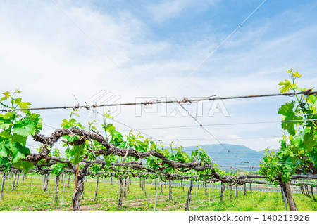 Vineyards and trellis-trained grapevines in early summer Vineyards and trellis-trained grapevines in early summer 140215926