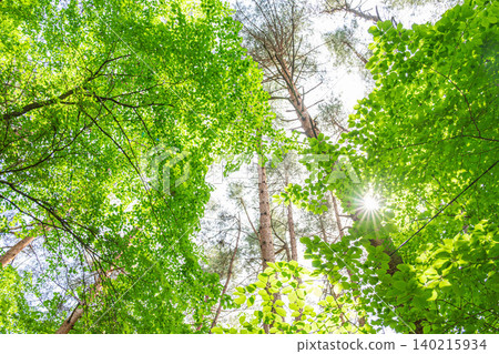 A forest of fresh green leaves and sunlight filtering through the trees. A forest of fresh green leaves and sunlight filtering through the trees. 140215934