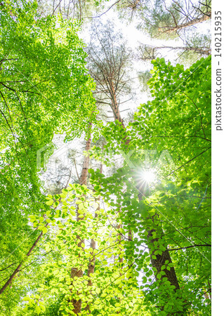 A forest of fresh green leaves and sunlight filtering through the trees. A forest of fresh green leaves and sunlight filtering through the trees. 140215935