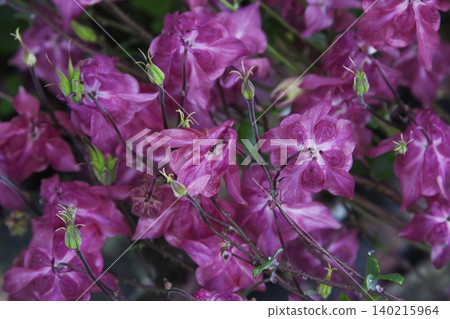 High-Angle View of Pink Columbine Flowers in Spring Garden 140215964