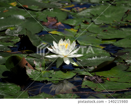 White water lilies (Sayamaike Park, Tokyo) White water lilies (Sayamaike Park, Tokyo) 140215980
