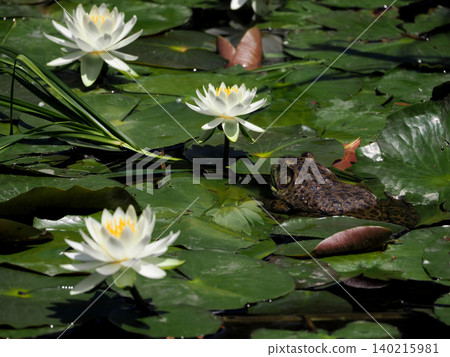 White water lilies and bullfrogs (Sayamaike Park, Tokyo) White water lilies and bullfrogs (Sayamaike Park, Tokyo) 140215981