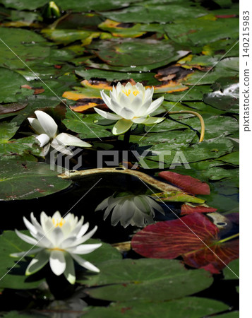 White water lilies (Sayamaike Park, Tokyo) White water lilies (Sayamaike Park, Tokyo) 140215983