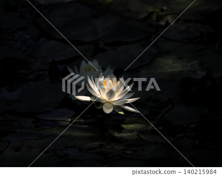White water lilies (Sayamaike Park, Tokyo) White water lilies (Sayamaike Park, Tokyo) 140215984