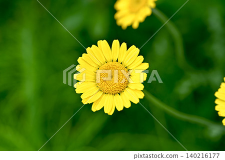 Koya chamomile Koya chamomile 140216177