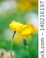 A single yellow poppy blooms in the bright sunlight. 140216197