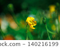A single yellow poppy flower 140216199