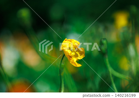 A single yellow poppy flower A single yellow poppy flower 140216199
