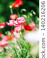 Pink poppies blooming beautifully in a row against a green background. 140216206