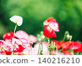 The back view of a red poppy flower with the sun behind it. 140216210