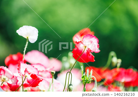 The back view of a red poppy flower with the sun behind it. The back view of a red poppy flower with the sun behind it. 140216210