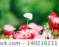 A single white poppy stands out amongst a sea of red poppies. 140216211