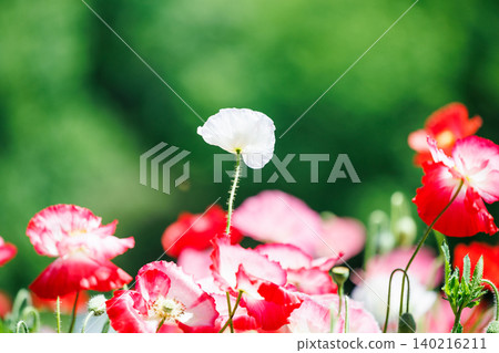A single white poppy stands out amongst a sea of red poppies. A single white poppy stands out amongst a sea of red poppies. 140216211