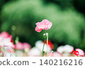 A single pink poppy stands out against a green background. 140216216