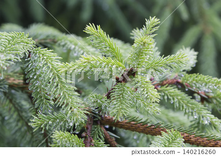Fresh Spruce Tree New Growth with Raindrops Closeup 140216260