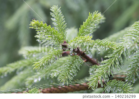 Spruce Tree Branch New Growth with Raindrops Closeup Spruce Tree Branch New Growth with Raindrops Closeup 140216299