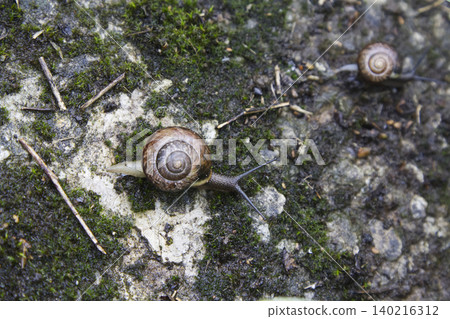 Two Garden Snails Crawling on Wet Mossy Stone Closeup Two Garden Snails Crawling on Wet Mossy Stone Closeup 140216312