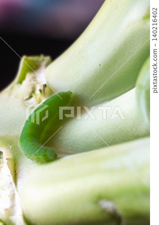 Green caterpillar on a broccoli stalk. Close-up view of eco-food with pests on the plant. Fresh vegetable with natural elements. 140216402