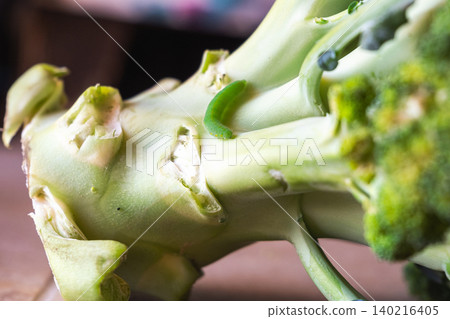 Green caterpillar on a broccoli stalk. Close-up view of eco-food with pests on the plant. Fresh vegetable with natural elements. 140216405