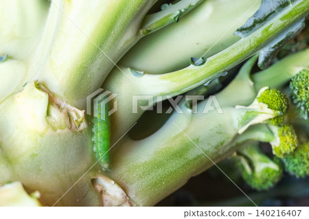 Green caterpillar on a broccoli stalk. Close-up view of eco-food with pests on the plant. Fresh vegetable with natural elements. 140216407