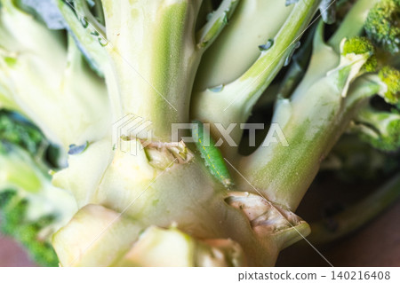 Green caterpillar on a broccoli stalk. Close-up view of eco-food with pests on the plant. Fresh vegetable with natural elements. 140216408