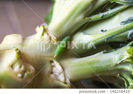 Green caterpillar on a broccoli stalk. Close-up view of eco-food with pests on the plant. Fresh vegetable with natural elements. Green caterpillar on a broccoli stalk. Close-up view of eco-food with pests on the plant. Fresh vegetable with natural elements. 140216410