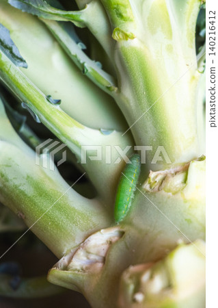 Green caterpillar on a broccoli stalk. Close-up view of eco-food with pests on the plant. Fresh vegetable with natural elements. Green caterpillar on a broccoli stalk. Close-up view of eco-food with pests on the plant. Fresh vegetable with natural elements. 140216412