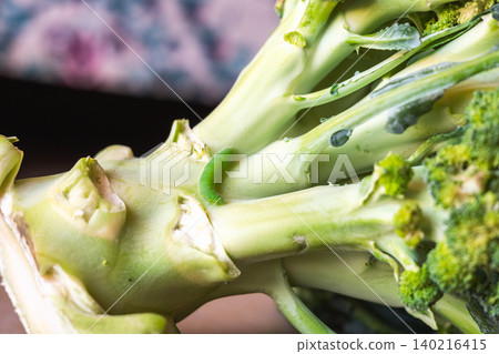 Green caterpillar on a broccoli stalk. Close-up view of eco-food with pests on the plant. Fresh vegetable with natural elements. Green caterpillar on a broccoli stalk. Close-up view of eco-food with pests on the plant. Fresh vegetable with natural elements. 140216415