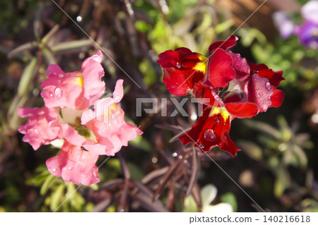 Pink and Red Snapdragon Flowers with Raindrops Closeup Pink and Red Snapdragon Flowers with Raindrops Closeup 140216618