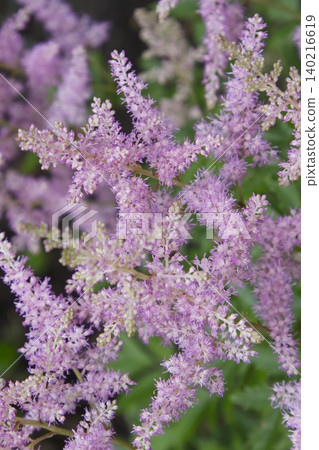 Pink Astilbe Flowers Blooming in Garden Closeup Pink Astilbe Flowers Blooming in Garden Closeup 140216619