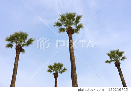 Four tall palm trees with green fan-shaped crowns stand against a light blue sky with thin cirrus clouds, photographed from below. Four tall palm trees with green fan-shaped crowns stand against a light blue sky with thin cirrus clouds, photographed from below. 140216725