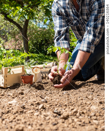 Planting tomato seedlings in the ground by hand. Agriculture. Planting tomato seedlings in the ground by hand. Agriculture. 140216864