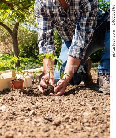 Planting tomato seedlings in the ground by hand. Agriculture. Planting tomato seedlings in the ground by hand. Agriculture. 140216866