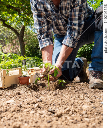 Planting tomato seedlings in the ground by hand. Agriculture. Planting tomato seedlings in the ground by hand. Agriculture. 140216868