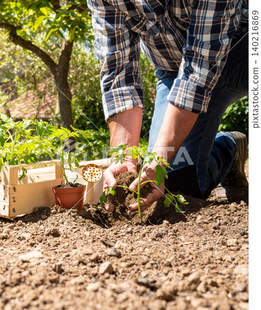 Planting tomato seedlings in the ground by hand. Agriculture. Planting tomato seedlings in the ground by hand. Agriculture. 140216869