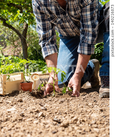 Planting tomato seedlings in the ground by hand. Agriculture. Planting tomato seedlings in the ground by hand. Agriculture. 140216873