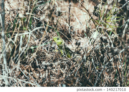 Green lizard camouflaged in dry grass and twigs in natural habitat outdoors Green lizard camouflaged in dry grass and twigs in natural habitat outdoors 140217018
