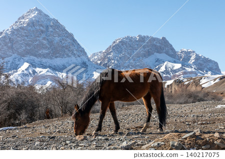 Grazing horse in mountain valley with snowy peaks under clear blue sky Grazing horse in mountain valley with snowy peaks under clear blue sky 140217075