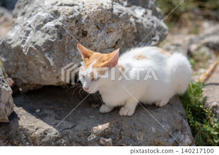 Stray white and ginger cat resting on rocks in Kotor old town, Montenegro Stray white and ginger cat resting on rocks in Kotor old town, Montenegro 140217100