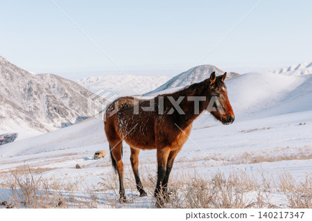 Lone horse in snowy Chunkurchak Valley landscape with mountains in Kyrgyzstan Lone horse in snowy Chunkurchak Valley landscape with mountains in Kyrgyzstan 140217347