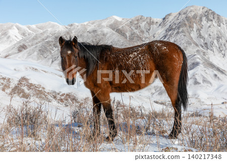 Wild horse in Chunkurchak Valley winter landscape with snowy mountains Wild horse in Chunkurchak Valley winter landscape with snowy mountains 140217348