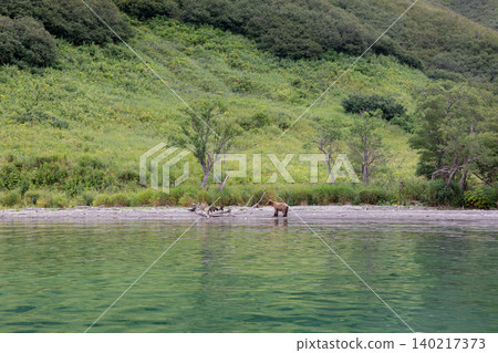 Brown bear on the shore of Kuril Lake with green hills, Kamchatka Peninsula Brown bear on the shore of Kuril Lake with green hills, Kamchatka Peninsula 140217373