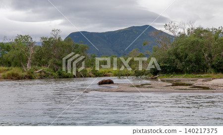 Brown bear fishing in Kurilskoye Lake river landscape, Kamchatka village Brown bear fishing in Kurilskoye Lake river landscape, Kamchatka village 140217375
