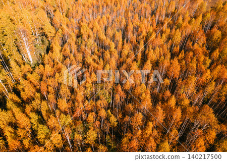 Aerial view of golden autumn birch forest canopy with colorful fall foliage Aerial view of golden autumn birch forest canopy with colorful fall foliage 140217500