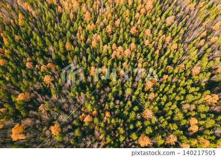 Aerial view of mixed forest canopy with autumn colors and evergreen trees Aerial view of mixed forest canopy with autumn colors and evergreen trees 140217505