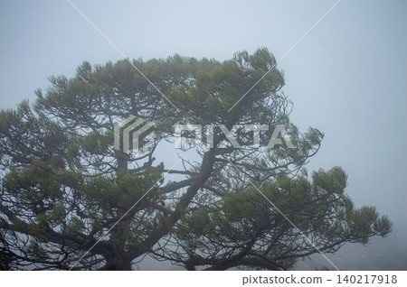 Foggy hiking trail leading toward Sierra Bermeja and the Reales peaks with misty mountain atmosphere near Estepona, Spain. Foggy hiking trail leading toward Sierra Bermeja and the Reales peaks with misty mountain atmosphere near Estepona, Spain. 140217918